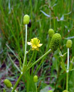 Ranunculus sceleratus (Ranunculaceae)  - Renoncule scélérate, Renoncule à feuilles de céleri - Celery-leaved Buttercup Pas-de-Calais [France] 22/06/2003 - 10m