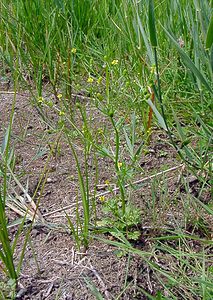 Ranunculus sceleratus (Ranunculaceae)  - Renoncule scélérate, Renoncule à feuilles de céleri - Celery-leaved Buttercup Pas-de-Calais [France] 28/06/2003 - 10m