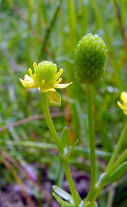 Ranunculus sceleratus (Ranunculaceae)  - Renoncule scélérate, Renoncule à feuilles de céleri - Celery-leaved Buttercup Pas-de-Calais [France] 28/06/2003 - 10m