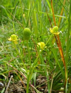 Ranunculus sceleratus (Ranunculaceae)  - Renoncule scélérate, Renoncule à feuilles de céleri - Celery-leaved Buttercup Pas-de-Calais [France] 28/06/2003 - 10m