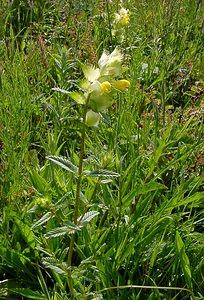 Rhinanthus minor (Orobanchaceae)  - Rhinanthe mineur, Petit cocriste, Petit rhinanthe, Rhinanthe à petites fleurs - Yellow-rattle Pas-de-Calais [France] 14/06/2003 - 80m