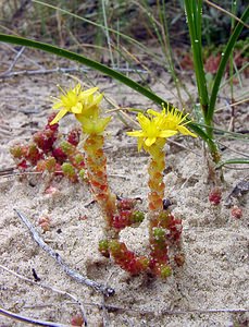 Sedum acre (Crassulaceae)  - Orpin âcre, Poivre de muraille, Vermiculaire, Poivre des murailles - Biting Stonecrop Pas-de-Calais [France] 22/06/2003 - 10m