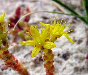 Sedum acre (Crassulaceae)  - Orpin âcre, Poivre de muraille, Vermiculaire, Poivre des murailles - Biting Stonecrop Pas-de-Calais [France] 22/06/2003 - 10m