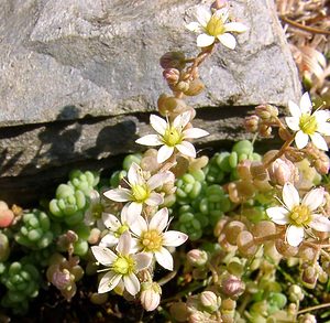 Sedum dasyphyllum (Crassulaceae)  - Orpin à feuilles poilues, Orpin à feuilles serrées, Orpin à feuilles épaisses - Thick-leaved Stonecrop Herault [France] 15/06/2003 - 670m