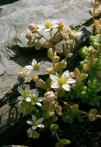 Sedum dasyphyllum (Crassulaceae)  - Orpin à feuilles poilues, Orpin à feuilles serrées, Orpin à feuilles épaisses - Thick-leaved Stonecrop Herault [France] 15/06/2003 - 670m