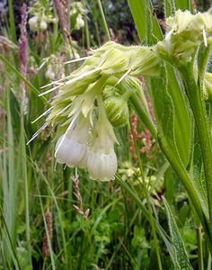 Symphytum officinale (Boraginaceae)  - Consoude officinale, Grande consoude - Common Comfrey Pas-de-Calais [France] 14/06/2003 - 40m