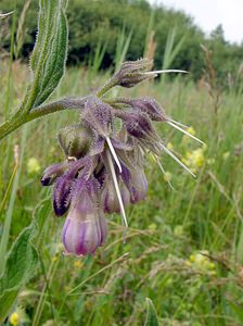 Symphytum officinale (Boraginaceae)  - Consoude officinale, Grande consoude - Common Comfrey Pas-de-Calais [France] 14/06/2003 - 40m