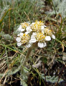 Achillea nana (Asteraceae)  - Achillée naine, Faux génépi Savoie [France] 26/07/2003 - 2750m