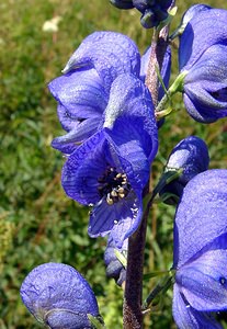 Aconitum napellus (Ranunculaceae)  - Aconit napel, Casque de Jupiter, Casque - Monk's-hood Jura [France] 29/07/2003 - 1030m