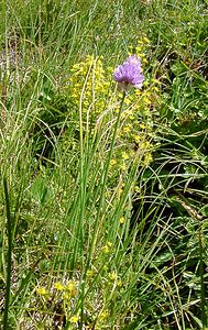 Allium schoenoprasum (Amaryllidaceae)  - Civette, Ciboulette, Ciboule, Ail civette - Chives Savoie [France] 25/07/2003 - 1940m