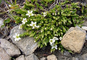 Arenaria ciliata (Caryophyllaceae)  - Sabline ciliée, Sabline à plusieurs tiges - Fringed Sandwort Savoie [France] 26/07/2003 - 2750m