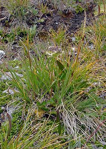 Astrantia major (Apiaceae)  - Grande astrance, Astrance élevée, Grande radiaire - Astrantia Savoie [France] 26/07/2003 - 2750m