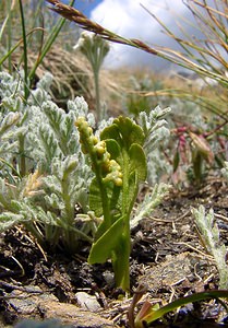 Botrychium lunaria (Ophioglossaceae)  - Botryche lunaire, Botrychium lunaire - Moonwort Savoie [France] 26/07/2003 - 2750m