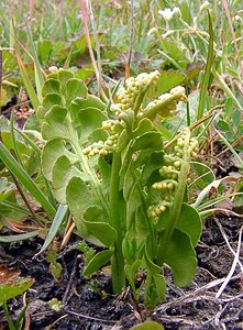 Botrychium lunaria (Ophioglossaceae)  - Botryche lunaire, Botrychium lunaire - Moonwort Savoie [France] 27/07/2003 - 2750m