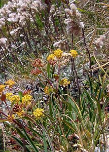 Bupleurum ranunculoides (Apiaceae)  - Buplèvre fausse renoncule Savoie [France] 26/07/2003 - 2750m