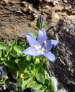 Campanula cenisia (Campanulaceae)  - Campanule du mont Cenis Savoie [France] 26/07/2003 - 2750m