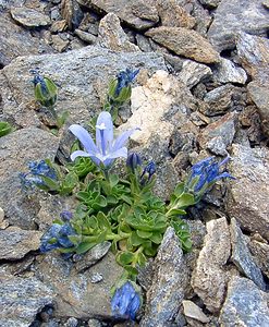 Campanula cenisia (Campanulaceae)  - Campanule du mont Cenis Savoie [France] 27/07/2003 - 2750m