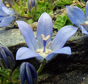 Campanula cenisia (Campanulaceae)  - Campanule du mont Cenis Savoie [France] 27/07/2003 - 2750m