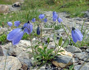 Campanula cochleariifolia (Campanulaceae)  - Campanule à feuilles de cranson, Campanule à feuilles de cochléaire, Campanule à feuilles de raifort - Fairy's-thimble Savoie [France] 26/07/2003 - 2750m