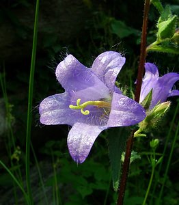 Campanula trachelium (Campanulaceae)  - Campanule gantelée, Gant de Notre-Dame, Ortie bleue - Nettle-leaved Bellflower Thuin [Belgique] 12/07/2003 - 260m