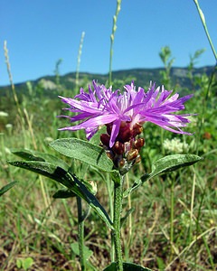 Centaurea jacea (Asteraceae)  - Centaurée jacée, Tête de moineau, Ambrette - Brown Knapweed Ain [France] 29/07/2003 - 550m