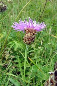 Centaurea jacea (Asteraceae)  - Centaurée jacée, Tête de moineau, Ambrette - Brown Knapweed Jura [France] 29/07/2003 - 1030m