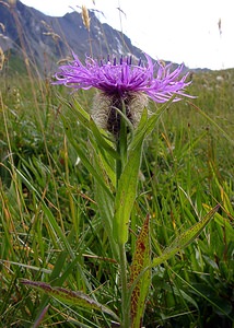 Centaurea nervosa (Asteraceae)  - Centaurée nervée, Centaurée de Ferdinand Savoie [France] 25/07/2003 - 1940m