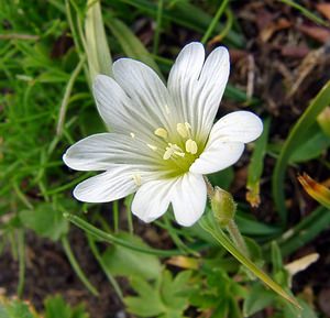 Cerastium alpinum (Caryophyllaceae)  - Céraiste des Alpes - Alpine Mouse-ear Savoie [France] 27/07/2003 - 2750m