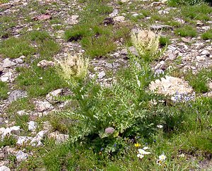 Cirsium spinosissimum (Asteraceae)  - Cirse épineux Savoie [France] 26/07/2003 - 2750m
