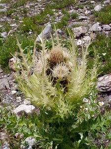 Cirsium spinosissimum (Asteraceae)  - Cirse épineux Savoie [France] 26/07/2003 - 2750m