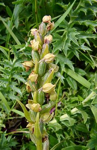 Coeloglossum viride (Orchidaceae)  - Coeloglosse vert, Orchis grenouille, Dactylorhize vert, Orchis vert - Frog Orchid Savoie [France] 25/07/2003 - 1940m