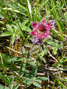 Comarum palustre (Rosaceae)  - Comaret des marais, Potentille des marais - Marsh Cinquefoil Savoie [France] 25/07/2003 - 1940m