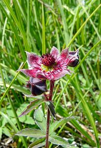 Comarum palustre (Rosaceae)  - Comaret des marais, Potentille des marais - Marsh Cinquefoil Savoie [France] 25/07/2003 - 1940m