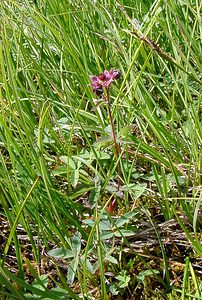 Comarum palustre (Rosaceae)  - Comaret des marais, Potentille des marais - Marsh Cinquefoil Savoie [France] 25/07/2003 - 1940m