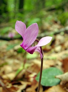 Cyclamen purpurascens (Primulaceae)  - Cyclamen pourpré, Cyclamen rouge pourpre, Cyclamen d'Europe, Marron de cochon Haute-Savoie [France] 24/07/2003 - 930m