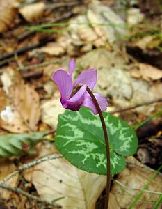 Cyclamen purpurascens (Primulaceae)  - Cyclamen pourpré, Cyclamen rouge pourpre, Cyclamen d'Europe, Marron de cochon Haute-Savoie [France] 24/07/2003 - 930m