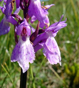 Dactylorhiza traunsteineri (Orchidaceae)  - Dactylorhize de Traunsteiner, Orchis de Traunsteiner - Narrow-leaved Marsh-orchid Savoie [France] 25/07/2003 - 1940m