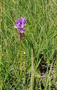 Dactylorhiza traunsteineri (Orchidaceae)  - Dactylorhize de Traunsteiner, Orchis de Traunsteiner - Narrow-leaved Marsh-orchid Savoie [France] 25/07/2003 - 1940m