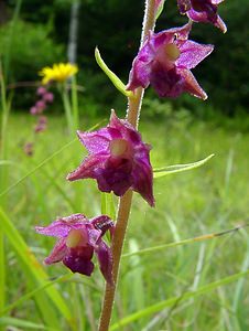 Epipactis atrorubens (Orchidaceae)  - Épipactide rouge sombre, Épipactis rouge sombre, Épipactis brun rouge, Épipactis pourpre noirâtre, Helléborine rouge - Dark-red Helleborine Philippeville [Belgique] 05/07/2003 - 180m