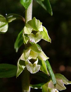 Epipactis helleborine (Orchidaceae)  - Épipactide helléborine, Épipactis à larges feuilles, Épipactis à feuilles larges, Elléborine à larges feuilles, Helléborine - Broad-leaved Helleborine Philippeville [Belgique] 12/07/2003 - 180m