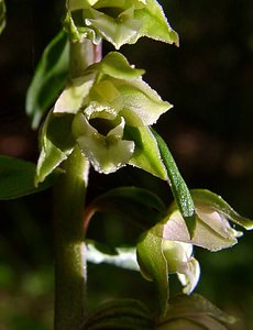 Epipactis helleborine (Orchidaceae)  - Épipactide helléborine, Épipactis à larges feuilles, Épipactis à feuilles larges, Elléborine à larges feuilles, Helléborine - Broad-leaved Helleborine Philippeville [Belgique] 12/07/2003 - 180m