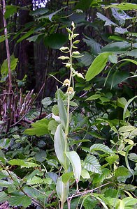 Epipactis leptochila (Orchidaceae)  - Épipactide à labelle étroit, Épipactis à labelle étroit - Narrow-lipped Helleborine Ardennes [France] 05/07/2003 - 220m