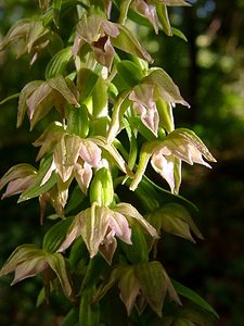 Epipactis leptochila (Orchidaceae)  - Épipactide à labelle étroit, Épipactis à labelle étroit - Narrow-lipped Helleborine Thuin [Belgique] 12/07/2003 - 230m