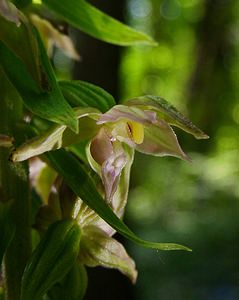 Epipactis leptochila (Orchidaceae)  - Épipactide à labelle étroit, Épipactis à labelle étroit - Narrow-lipped Helleborine Thuin [Belgique] 12/07/2003 - 230m