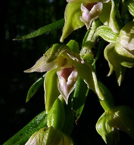 Epipactis leptochila (Orchidaceae)  - Épipactide à labelle étroit, Épipactis à labelle étroit - Narrow-lipped Helleborine Thuin [Belgique] 12/07/2003 - 240m