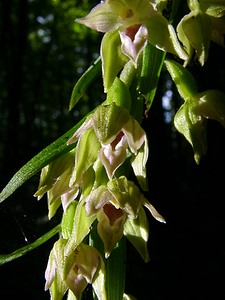 Epipactis leptochila (Orchidaceae)  - Épipactide à labelle étroit, Épipactis à labelle étroit - Narrow-lipped Helleborine Thuin [Belgique] 12/07/2003 - 240m