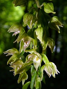 Epipactis leptochila (Orchidaceae)  - Épipactide à labelle étroit, Épipactis à labelle étroit - Narrow-lipped Helleborine Thuin [Belgique] 12/07/2003 - 240m