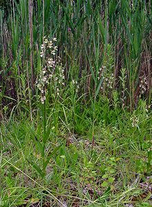 Epipactis palustris (Orchidaceae)  - Épipactis des marais - Marsh Helleborine Ardennes [France] 05/07/2003 - 180m