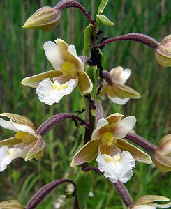 Epipactis palustris (Orchidaceae)  - Épipactis des marais - Marsh Helleborine Ardennes [France] 05/07/2003 - 180m