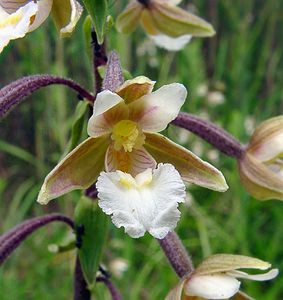 Epipactis palustris (Orchidaceae)  - Épipactis des marais - Marsh Helleborine Ardennes [France] 05/07/2003 - 180m